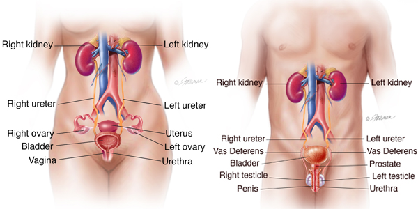 Nocturia Causes and Treatments: How to Stop Nighttime Urination