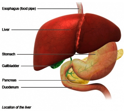 Liver: Function, Structure, Disorders, and Care